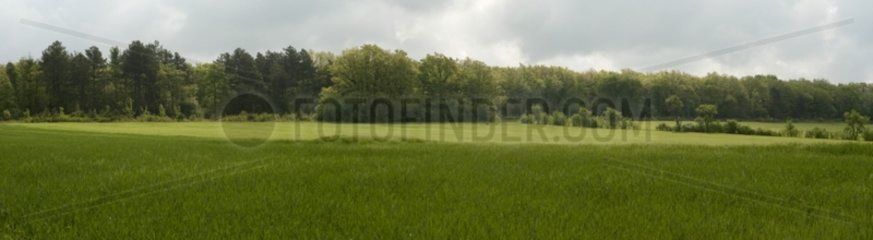 Field in Bourgogne France