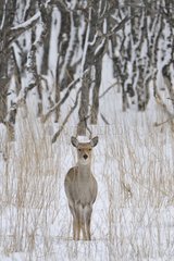 Sika deer careful in the snow in winter Hokkaido Japan