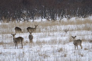 Group of Sika deers in the snow in winter Hokkaido Japan