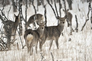 Sika deers careful in the snow in winter Hokkaido Japan