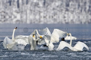 Fight between Whooper Swans on Lake Kussharo Hokkaido Japan