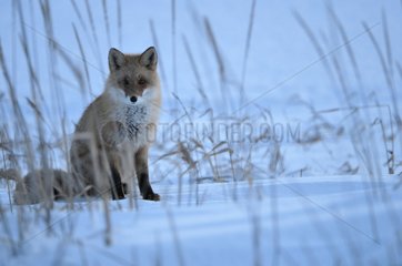 Red fox sitting in the snow in winter Hokkaido Japan