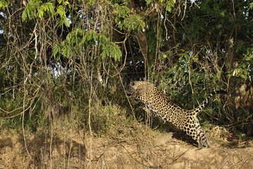 Jaguar leaping into a thicket Pantanal Brazil