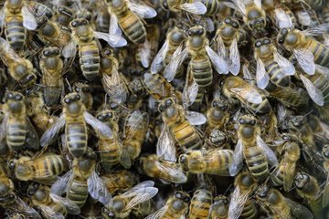 Swarm of Bees Prairie Fouzon Touraine France