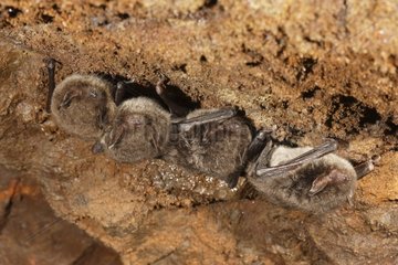 Daubenton's Bats in cave Spain
