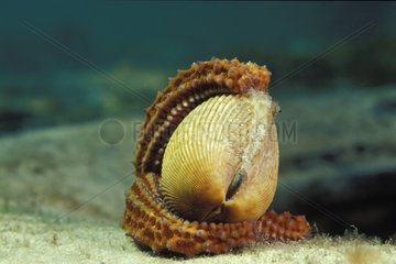 Etoile de mer mangeant un coquillage Australie-Méridionale