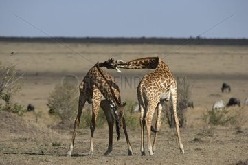 Bekämpft männliche Giraffen Masaï Mara Kenia
