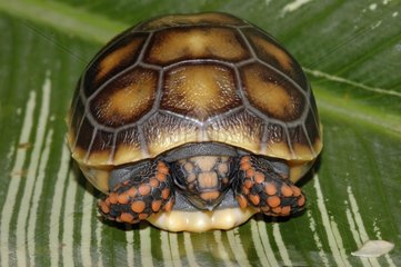 Newborn Yellow-footed Tortoise on a leaf Guyana