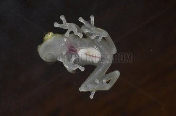 Ventral view of glass frog on black background
