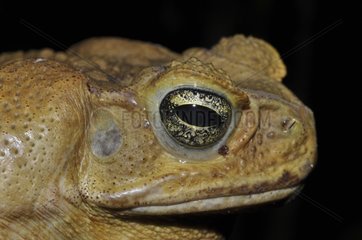 Portrait of Cane Toad on black background - French Guiana