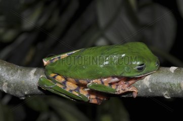 Striped leaf frog sleeping on a branch - French Guiana