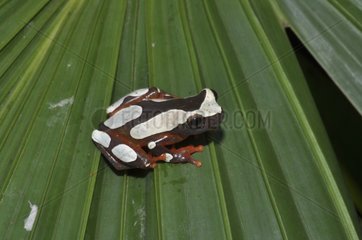White-leaf Frog on leaf - French Guiana