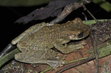 Osteocephalus - French Guiana