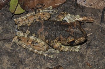 Rusty tree frog on dead leaf - French Guiana