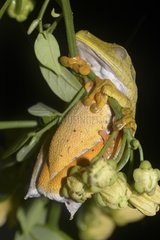 Tree Frog asleep - French Guiana