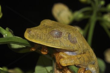 Portrait of Tree Frog asleep - French Guiana