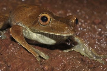 Portrait of Rusty Tree Frog - French Guiana