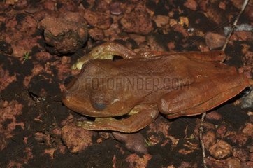Rusty Tree Frog asleep - French Guiana