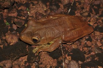 Rusty Tree Frog awake - French Guiana