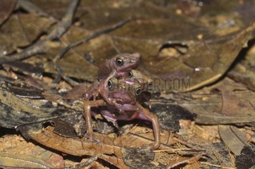 Central Coast Stubfoot Toad amplexus - French Guiana