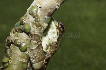 Mission Golden-eyed Treefrog on a branch - French Guiana