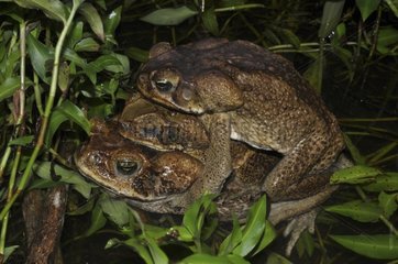 Cane toads in amplexus - French Guiana