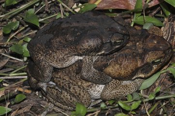Cane toads in amplexus - French Guiana