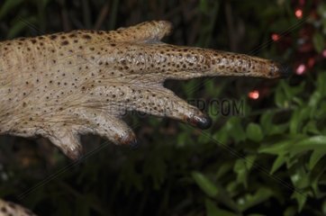 Cane toad foot - French Guiana