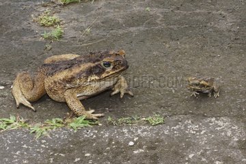 Cane toads of different sizes - French Guiana