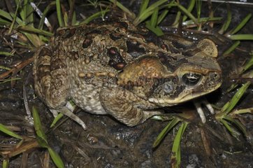 Cane Toad on grass - French Guiana