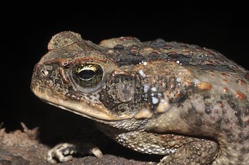 Cane toad excreting venom into the skin - French Guiana