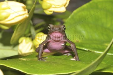 Central Coast Stubfoot Toad on a leaf - French Guiana
