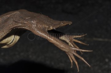 Surinam Toad fingers - French Guiana