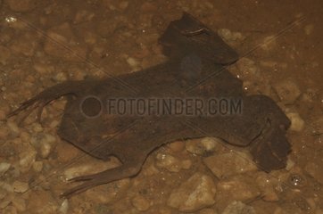 Surinam Toad in water - French Guiana