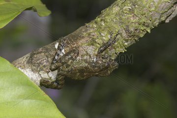 Spix's Snouted Treefrog on a branch - French Guiana