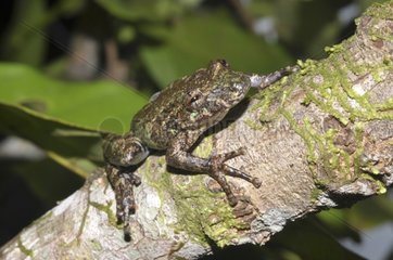 Spix's Snouted Treefrog on a branch - French Guiana