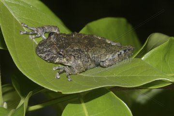 Spix's Snouted Treefrog on a leaf - French Guiana