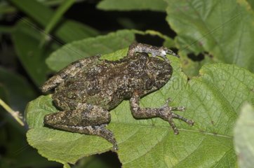 Spix's Snouted Treefrog ona leaf - French Guiana