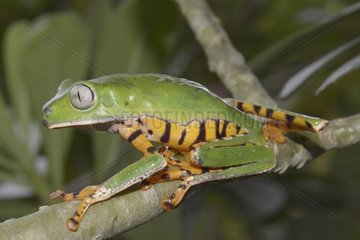 Striped leaf frog on a branch - French Guiana