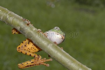 Striped leaf frog on a branch - French Guiana