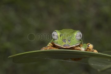 Portrait of Striped leaf frog - French Guiana