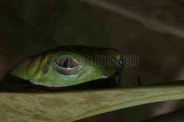 Portrait of Striped leaf frog asleep - French Guiana