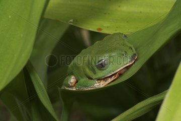 Striped leaf frog asleep on a leaf - French Guiana