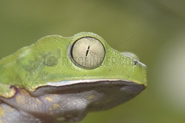 Portrait of Spotted Monkey Frog - French Guiana