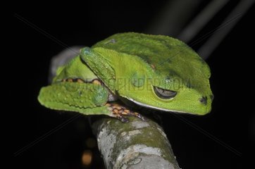 Spotted Monkey Frog on a branch - French Guiana