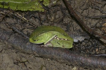 Spotted Monkey Frog on ground - French Guiana