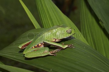 Spotted Monkey Frog on a leaf - French Guiana
