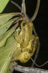 Veined tree Frogs in amplexus - French Guiana