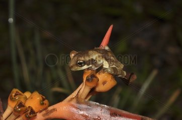 Young Veined tree Frog - French Guiana