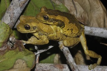 Veined tree Frog amplexus - French Guiana